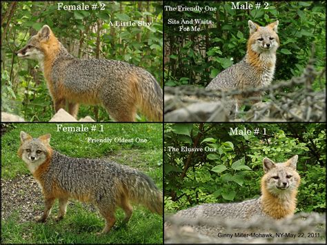 island fox vs gray